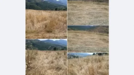 Այսպիսի ցավալի իրավիճակում է Շիկահողի ցորենի դաշտերի մեծ մասը. գյուղապետը լուսանկարներ է հրապարակել