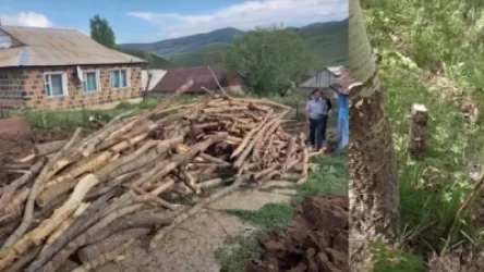 ՏԵՍԱՆՅՈՒԹ. Հայր ու որդի ապօրինի110 սոճի և 94 բարդի են հատել