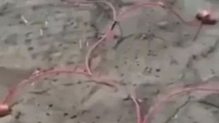 ՏԵՍԱՆՅՈՒԹ. Ազերիներն արդեն արագորեն հայտնաբերում են ականները