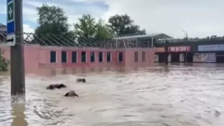 ՏԵՍԱՆՅՈՒԹ․ Կերչի շրջանում գիշերը տեղումների հետևանքով արտակարգ իրավիճակ է ստեղծվել․ ջրի մեջ են հայտնվել 200 տուն