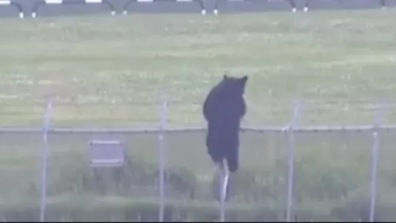 Արջը մտել է ռազմական ավիաբազա և հարձակվել չորս մարդու վրա