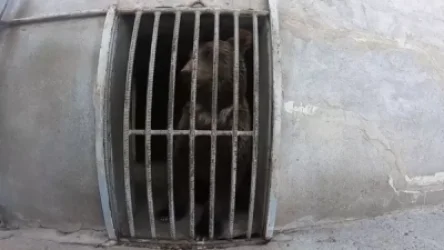 ՏԵՍԱՆՅՈՒԹ. Հրապարակվել են կադրեր` ամառանոցներից մեկում տարիներ շարունակ բանտարկված արջերի պահման պայմանների մասին