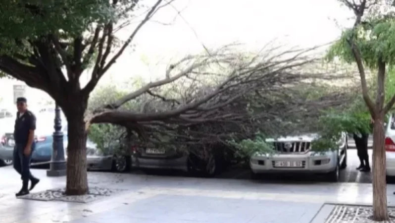 Կառավարության դիմաց ծառը կոտրվել և ընկել է՝ վնասելով մի քանի ավտոմեքենաներ