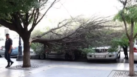 Կառավարության դիմաց ծառը կոտրվել և ընկել է՝ վնասելով մի քանի ավտոմեքենաներ