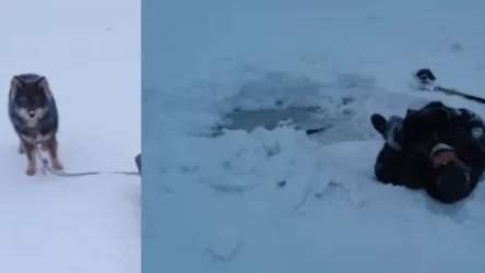 ԼՈՒՍԱՆԿԱՐՆԵՐ. Ինչպես է շունը փրկել ձկնորսի կյանքը