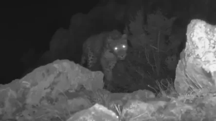 ՏԵՍԱՆՅՈՒԹ․ Նովան փնտրում է իր համար զուգընկեր․ տեսախցիկները ֆիքսել են պարսկական հովազին