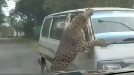 ՏԵՍԱՆՅՈՒԹ. Հնդկաստանում ընձառյուծը հարձակվել է մարդկանց վրա