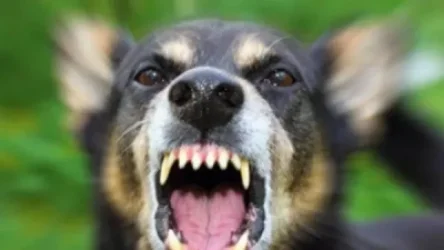 Լուսառատ համայնքում շունը հարձակվել ու կծել է 3 քաղաքացու․ տուժողները միջին ծանրությամբ գտնվում են հիվանդանոցում