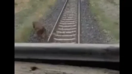 ՏԵՍԱՆՅՈՒԹ․ «Վստահ չեմ, որ նկարահանման ժամանակ ոչ մի անասուն չի տուժել, այս խնդիրը լուծում չունի». Ռուբեն Գրձելյան