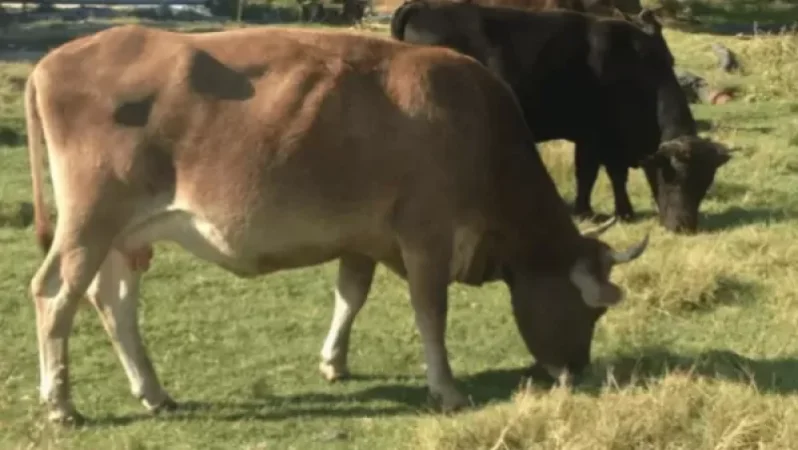 «Մալխաս» մականվամբ 63-ամյա տղամարդը իր այգի մտնելու համար կրակել ու սատկացրել է «Զազո» և «Զոզո» խոշոր եղջարավոր անասուններին