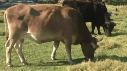 «Մալխաս» մականվամբ 63-ամյա տղամարդը իր այգի մտնելու համար կրակել ու սատկացրել է «Զազո» և «Զոզո» խոշոր եղջարավոր անասուններին