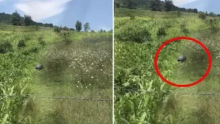 Թուրքիայում հարևանի շան նկատմամբ սեռական ոտնձգություն անելու մեղադրանքով մարդ է ձերբակալվել