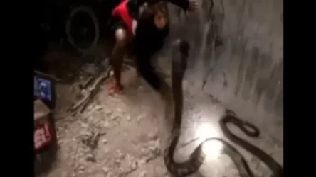 ՏԵՍԱՆՅՈՒԹ. Կինը ձեռքերով որսացել է հսկայական կոբրային և դարձել համացանցի աստղ