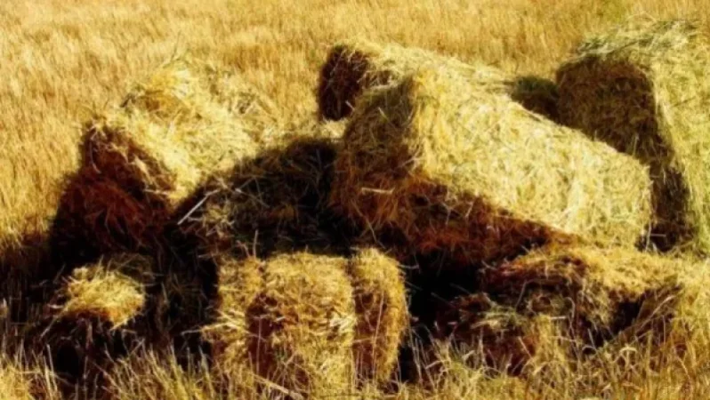 Հարթաշեն գյուղում այրվել է մոտ 900 հակ անասնակեր