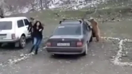 ՏԵՍԱՆՅՈՒԹ. Հայաստանում արջի քոթոթը հարձակվել է մարդկանց վրա