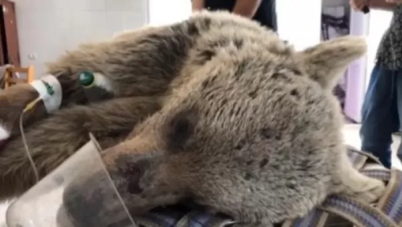 Ելփին գյուղի տարածքում վիրավոր արջ են հայտնաբերել