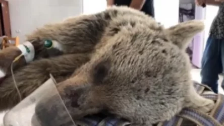 Ելփին գյուղի տարածքում վիրավոր արջ են հայտնաբերել