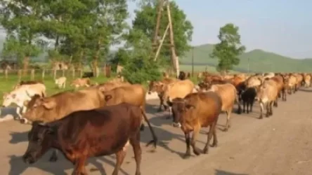 Մտահոգիչ ցուցանիշներ անասնաբուծության ոլորտում. «Ժողովուրդ»