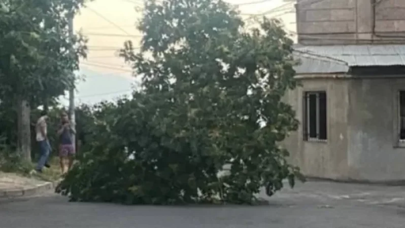 Նոր Նորքի 9-րդ զանգվածում ուժգին քամին ծառի տապալման պատճառ է դարձել