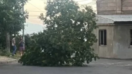 Նոր Նորքի 9-րդ զանգվածում ուժգին քամին ծառի տապալման պատճառ է դարձել