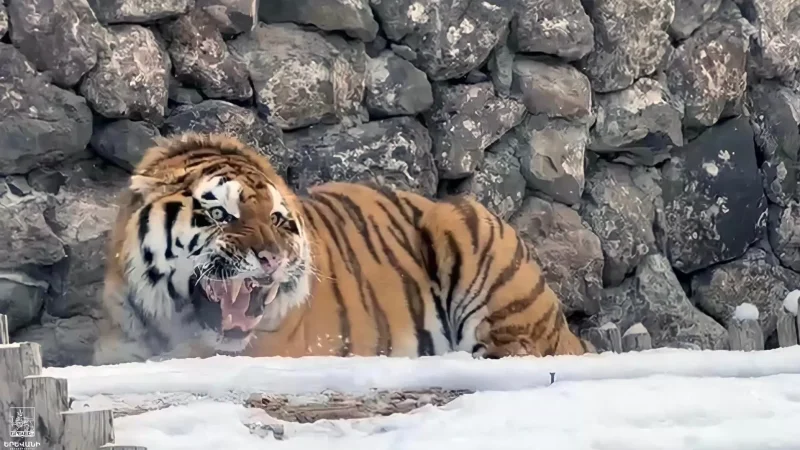 Երևանի կենդանաբանական այգին նոր բնակիչ ունի