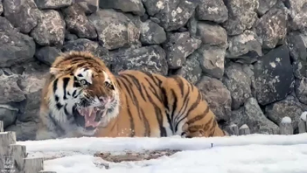 Երևանի կենդանաբանական այգին նոր բնակիչ ունի