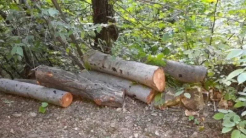 Ապօրինի հատված ծառեր. հասցված վնասի չափը գերազանցել է 900.000 ՀՀ դրամ