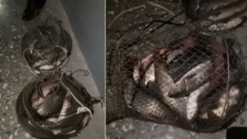 Երևանցին Արփա գետի տարածքում, առանց թույլտվության, 21 հատ կողակ է որսացել