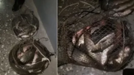 Երևանցին Արփա գետի տարածքում, առանց թույլտվության, 21 հատ կողակ է որսացել