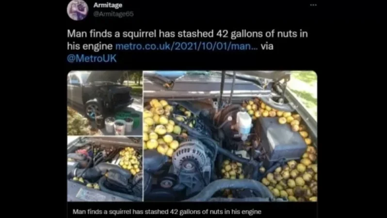 ԱՄՆ-ում սկյուռը  ավտոմեքենայի մեջ թաքցրել է 70 կիլոգրամ ընկույզ