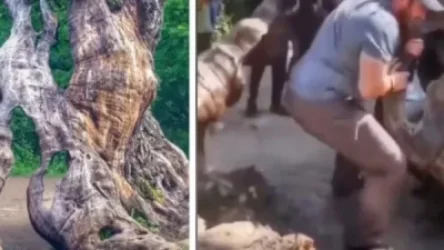 ՏԵՍԱՆՅՈՒԹ. Հաղարծինի ծառը կոտրող, տղայի պատասխանը հանրության արձագանքին