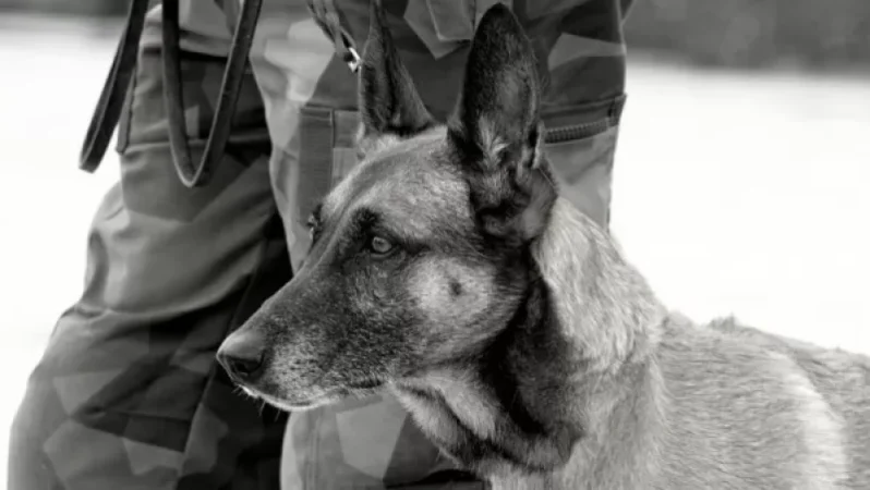 Ամերիկացի զինվորականները լքել են Քաբուլը՝ այնտեղ թողնելով ծառայողական շներ. Պենտագոնը հերքում է