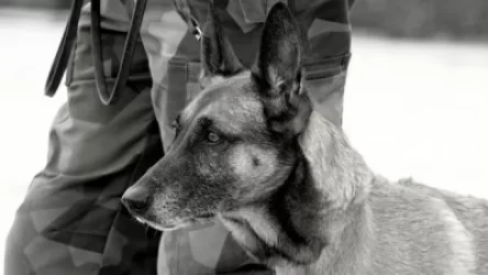 Ամերիկացի զինվորականները լքել են Քաբուլը՝ այնտեղ թողնելով ծառայողական շներ. Պենտագոնը հերքում է