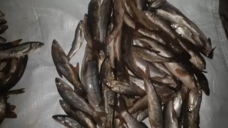 Սա բնապահպանական աղետ է. «Բնապահպանի տուն»