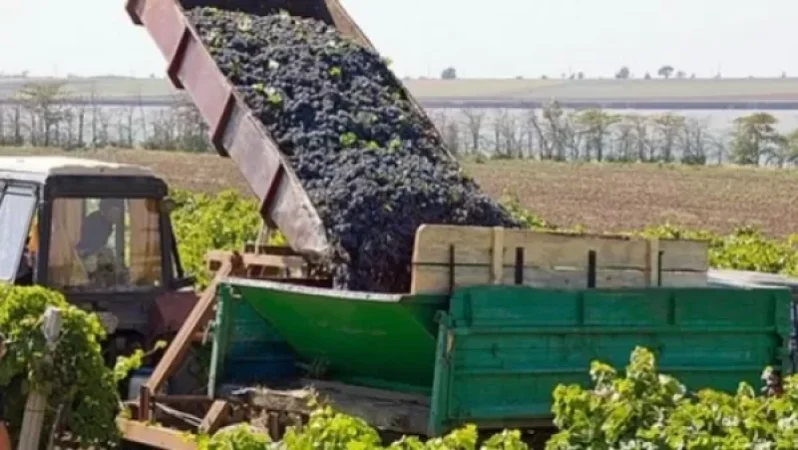 Արարատում խաղողագործները բացել են ճանապարհը. նրանք բողոքում էին մթերման ցածր գնից