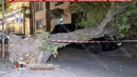 Երևանի կենտրոնում հաստաբուն ծառը արմատից տապալվել ու վնասել է Lexus-ն ու Mercedes-ը