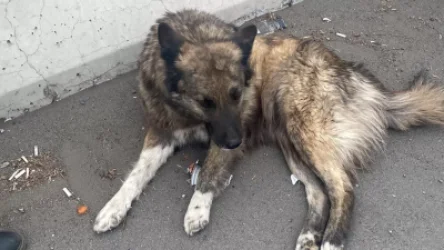 Շանը նոր էին վրաերթի ենթարկել ու փախել․ ինչպես փրկվեց շան կյանքը