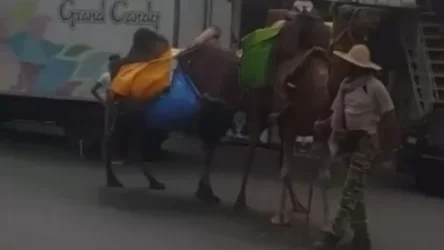 ՏԵՍԱՆՅՈՒԹ․ Ուղտեր՝ Մեղրիում