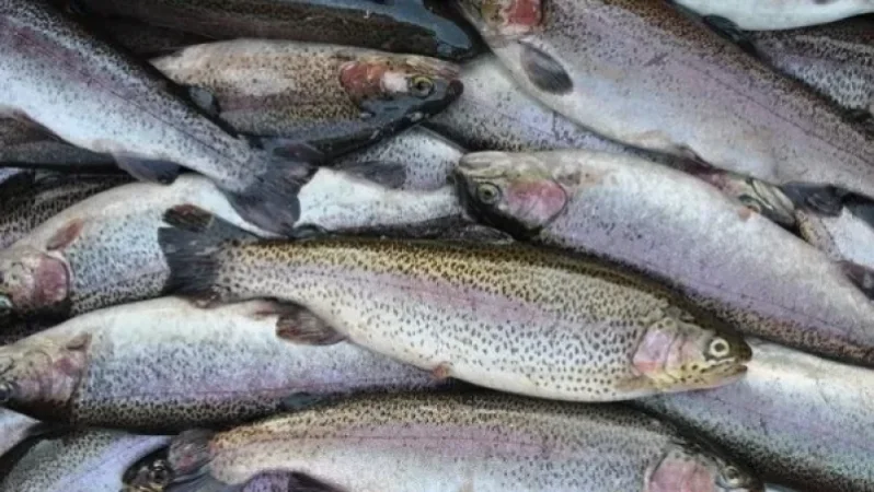 «Սպիտակ Իշխան» ձկնատեսակի դեֆիցիտ կլինի. «Ժողովուրդ»