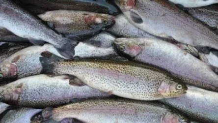 «Սպիտակ Իշխան» ձկնատեսակի դեֆիցիտ կլինի. «Ժողովուրդ»