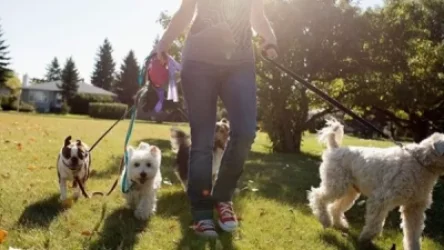ՏԵՍԱՆՅՈՒԹ․ Ընտանի շների համար կստեղծվեն հատուկ զբոսայգիներ