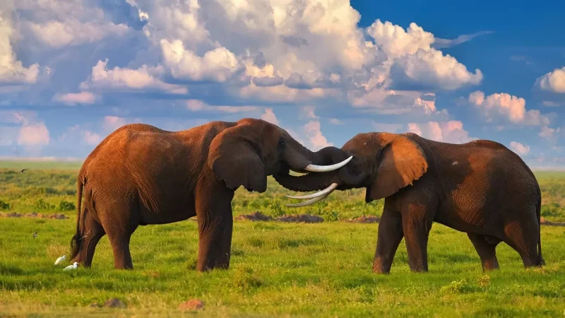 Գիտնականներն ասում են, որ փղերը պաշտպանում են մոլորակը գլոբալ տաքացումից