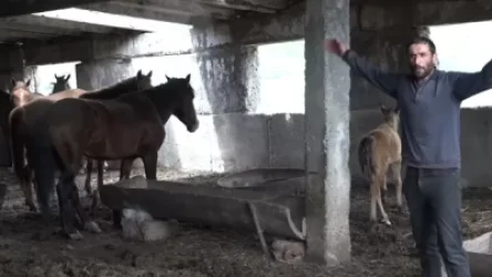 ՏԵՍԱՆՅՈՒԹ․ Շուռնուխցու 11 ձին անցել է ադրբեջանցիների հսկողության տակ