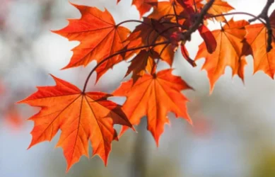 Մարզերում բացասական ջերմաստիճան է գրանցվում. հայտնի է՝ նոյեմբեր ամսվա առաջիկա օրերի եղանկային կանխատեսումը