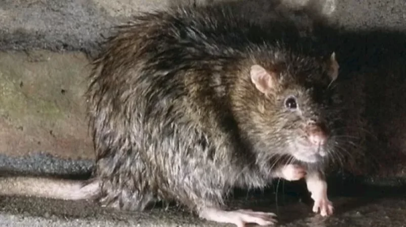 Քաղաքապետարանը տարին սկսել է կրծողների դեմ պայքարելով, որքան գումար է ծախսվել. Ժողովուրդ