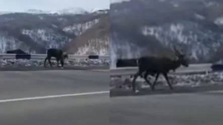 ՏԵՍԱՆՅՈՒԹ. Դիլիջանում եղջերուները դուրս են եկել ճանապարհ և անշտապ ու անկաշկանդ շրջում են