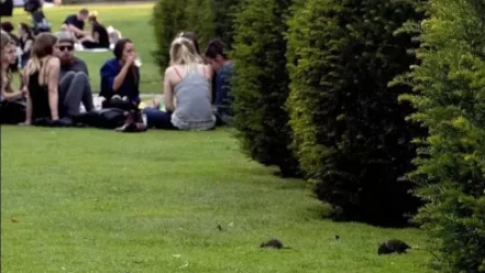 Փարիզի քաղաքապետարանը բնակիչներին առաջարկել է սովորել գոյակցել առնետների հետ