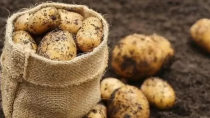 Կարտոֆիլի գինը հավասարվում է դոլարի փոխարժեքին. «Ժողովուրդ»