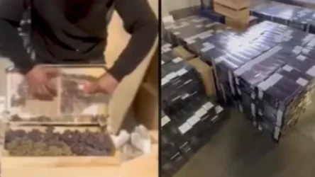 ՏԵՍԱՆՅՈՒԹ. 303 հազար 460 տուփ տարբեր տեսակի ծխախոտը թաքցրել են խաղողի արկղերում