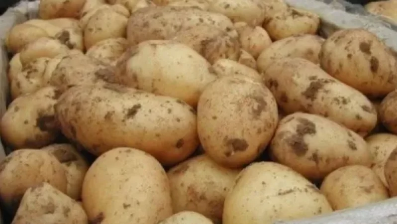 30 հազար տոննա կարտոֆիլ է արտահանվել այս տարի. ռեկորդ ենք խփում. էկոնոմիկայի նախարար